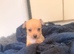 Chihuahua x Pom for puppies for sale