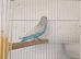 Sky blue male budgie