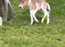 Miniature Shetland foals