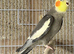 Cockatiel male