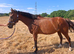 15.1 tb mare 10 year old