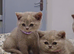 British short hair kittens. Ready to go