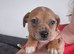 Jack Russell pups