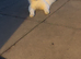 Gorgeous female turkish van cat spayed
