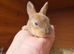 Gorgeous vm Mini Rex babies