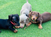 Adorable miniature dachshund puppies