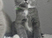 GCCF Registered British Shorthair Kittens