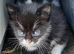 Gorgeous Kittens available soon!