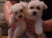 Maltese puppies