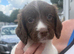Cocker spaniel puppy&rsquo;s