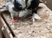 Three Baby pigeon