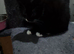 3 sweet Kittens