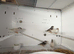 Zebra finches