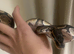 1 year old Wild type 100 het pied male ball python