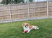 Japanese Chin Cross with a Shituz Male 13 Months Old