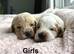 Apricot cockapoo puppies girls and boys ready 7th July