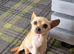 Chiweenie male