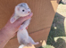 Silver 3 jill kits- 2 semi angora half micro and chunky standard jill.