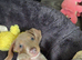 Pieblad stunning miniature dachshund