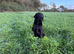 Adult - KC Registered Labrador Retriever Female