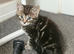 Stunning litter. Mix breed kittens