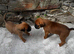 Champion breed boxer puppies