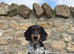 Dachshund