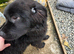Saint Bernewfie Puppy