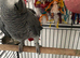 Friendly African grey