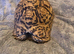 Male and female leopard tortoises