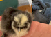 Usa silkie chicks mottled paints choc many colours