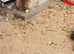A mum and family baby 5 rabbits