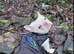 MEARL  WANTED french bulldog