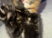 Tortie girl such a sweetie