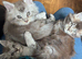 OUTSTANDING TICA-REGISTERED MAINE COON KITTENS