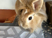 Harlequin pure breed lionhead Girl