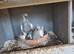 Pigeon for sale