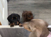 beauiful girl dachund puppy for sale