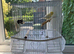 Canary & cage full set up lovely bird