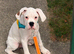 Boxer  puppies forsale