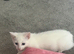 White kitten