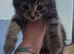 4 beautiful kittens for sale.