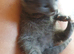 Russian blue kittens