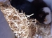 2 mail guinea pigs £25 each