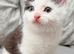 Adorable male kitten