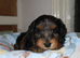 Gorgeous Schnocker puppies