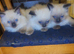 3 beautiful Ragdoll kittens are available for sale