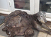 English Deerhound 26 Generation