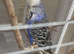 Adult budgies show type blue