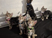 6 kittens 3 males 3 females available